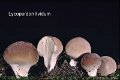 Lycoperdon lividum-amf1927